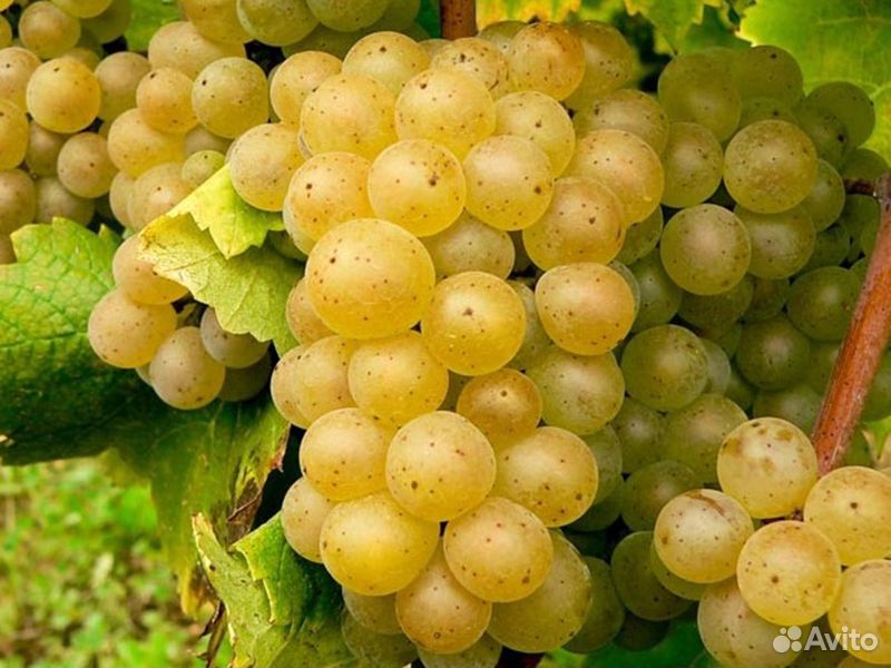 Сорт винограда алиготе. Алиготе розовая виноград. Алиготе сорт винограда. Сорт винограда алиготе. Алиготе сорт винограда.