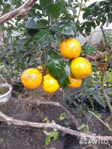Цитрусовые саженцы,мандарины,апельсины,лимоны
