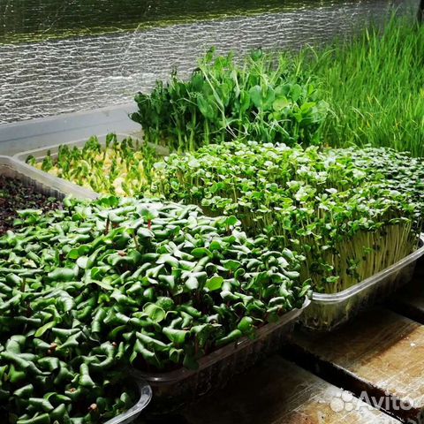 Витграсс, сок пшеницы, хлорофилл, микрозелень