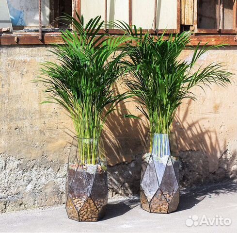 Пальма хризалидокарпус в кашпо