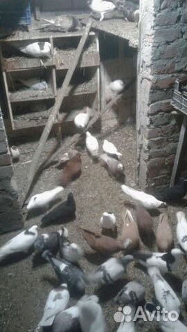 Голуби бойные