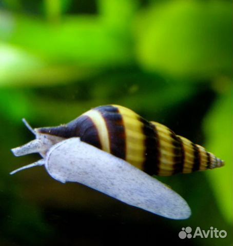 Улитки хилена, креветки оранж