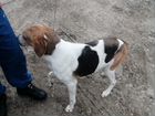Потерялась собака русская пегая гончая объявление продам