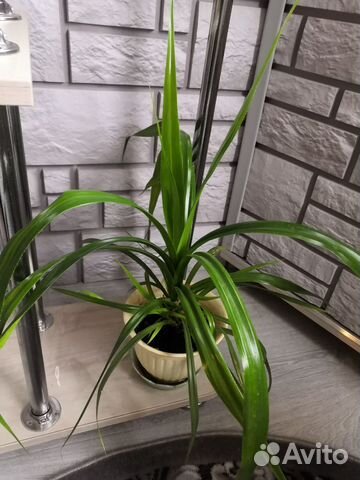 Домашние растения