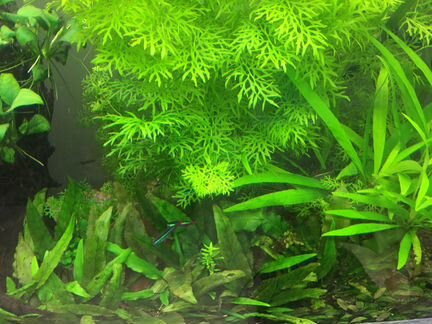 Обслуживание аквариума. Чистка аквариума