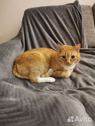 Хозяйка умерла. Наследники выкидывают кота