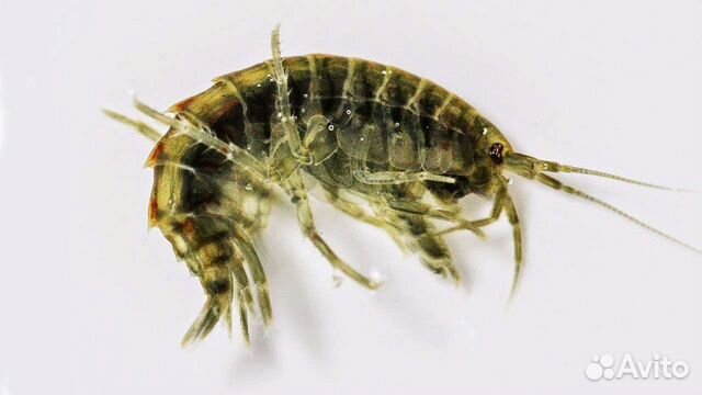 Гаммарус(мормыш) мороженный