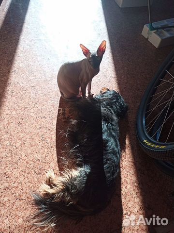 Передержка животных, догситтер, выгулы, зооняня