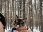 Невская маскарадная котята объявление продам