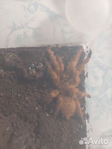 Пауки Птициеды Pterinochilus murinus