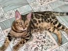 Бенгальские котята из питомника объявление продам