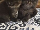 Очаровательные котята от кошки-мышеловки объявление продам