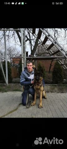 Дрессировка, передержка