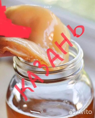 Комбуча (чайный гриб) бесплатно