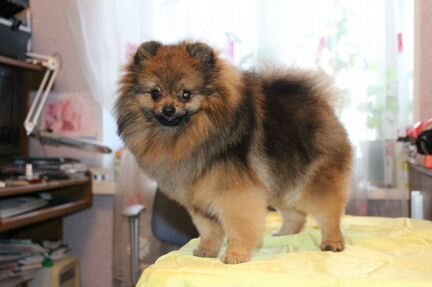 Стрижка собак и кошек