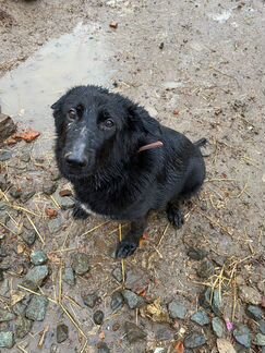 Работник в приют для животных