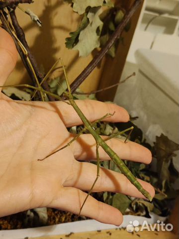 Палочник Аннамский детки