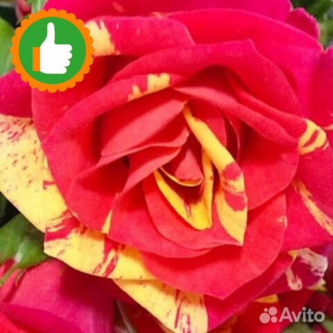 Саженцы Роза спрей Файер Флеш