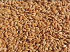 Пшеница в мешках по 40кг объявление продам