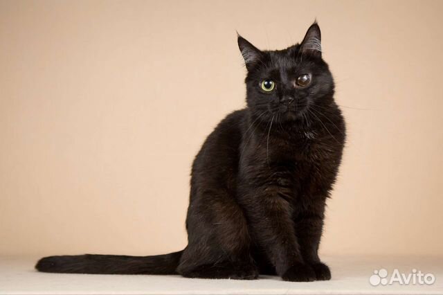 Кошка в добрые руки