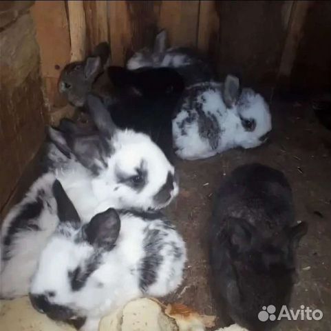 2 месяца кролику фото Кролик купить в Мелеузе Животные и зоотовары Авито