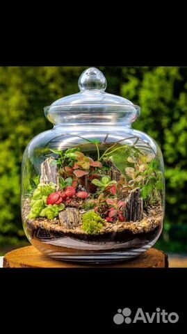 Фиттонии/стимулятор