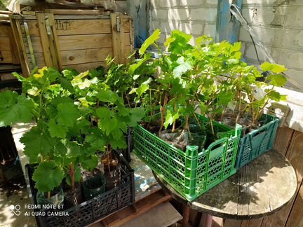 Саженцы винограда