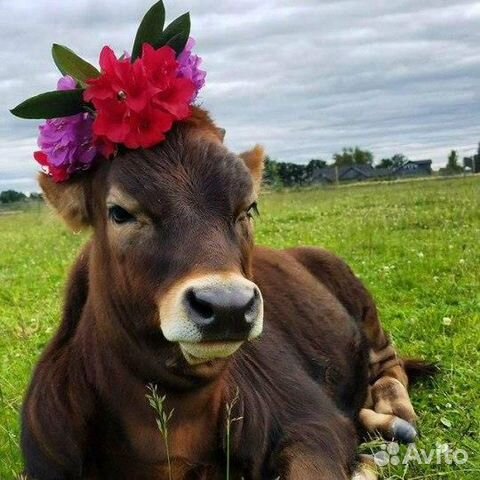 Навоз коровий, конский, птичий и козий