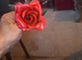 Железная роза