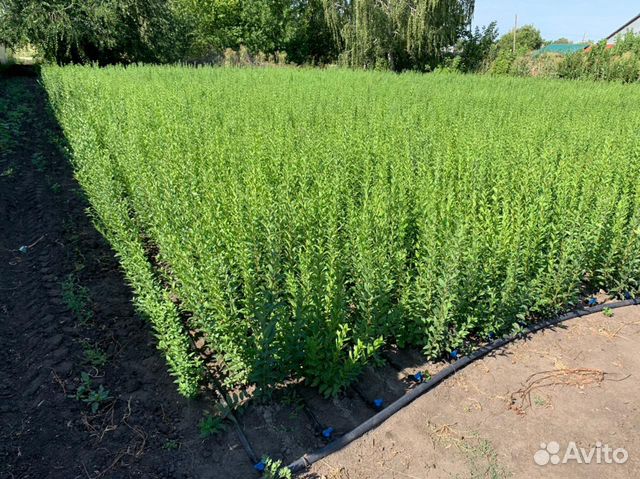 Бирючина обыкновенная