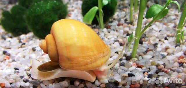 Улитки аквариумные