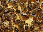 Пчелы на высадку объявление продам