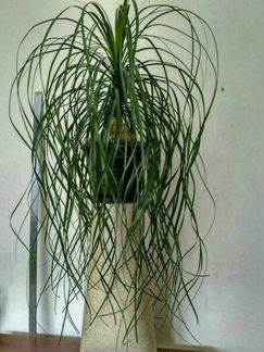 Нолина-бокарнея