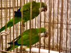 Крупные и соедние попугаи объявление продам