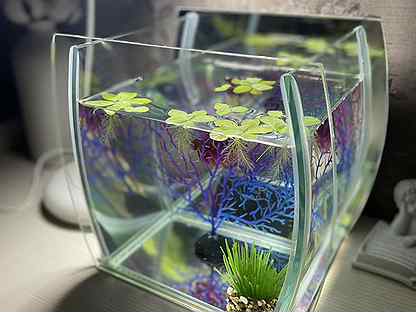 Стеклянный прямоугольный аквариум наполнен водой. Аквариум стеклянный прямоугольный.