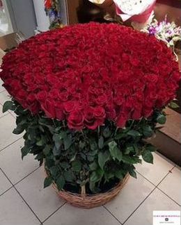 301 роза