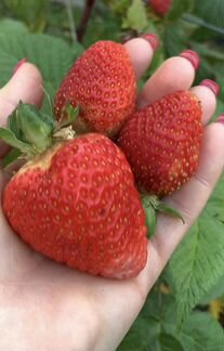 Клубника ягоды рассада. Земляника-виктория