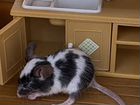 Мышь карликовая японская объявление продам