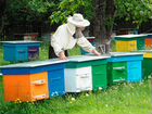 Продаются улья с пчелами