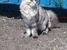 Вязка кошки мейн-кун объявление продам