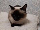 Балинезская кошка