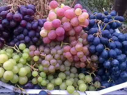 Аюта виноград описание. Виноград Таежный.