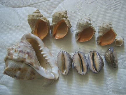 Раковины морские