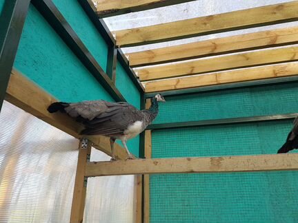 Павлин индийский самочка 4 года