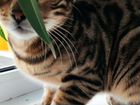 Бенгальский котенок объявление продам