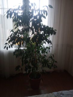 Фикус Бенджамина