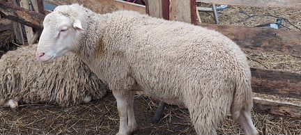 Овцы бараны - фотография № 4