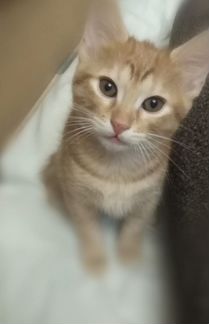 Котёнок в дар