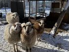 Продаются 4 овцы объявление продам