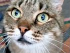 Европейский короткошерстный кот ищет дом объявление продам